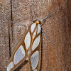Robinson Tiger Moth