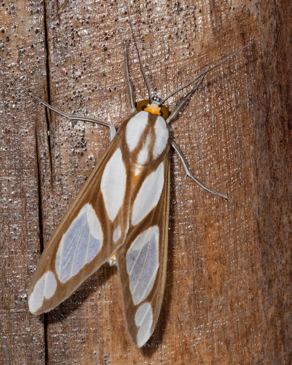 Robinson Tiger Moth