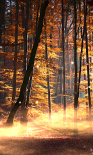 Forest Wallpaper(圖4)-速報App