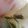 Syrphid Fly Pupa
