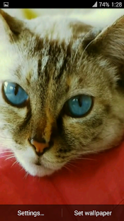 Beautiful Cat Video Wallpaper(圖6)-速報App