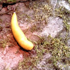 Banana Slug