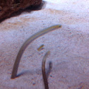 Garter eels