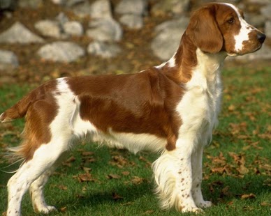 Springer Spaniels Wallpapers Screenshots 1