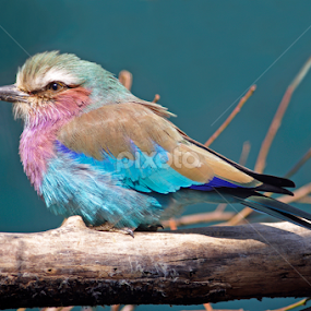 Lilac-breasted Roller by Ingrid Anderson-Riley - Animals Birds