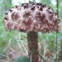 Old Man of the Woods