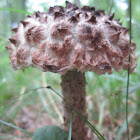 Old Man of the Woods