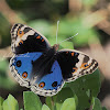 Blue Pansy - male