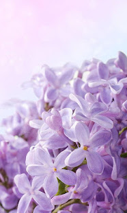 紫丁香花卉動態壁紙(圖6)-速報App