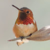 Allen's Hummingbird    male