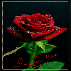Rose I Love You Live Wallpaper.apk 1