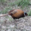 Common Pheasant