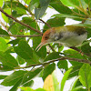 common tailorbird