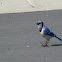 Blue Jay