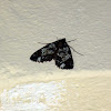 Moth - Polilla