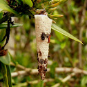 Unknown Bagworm