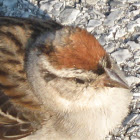 Chipping Sparrow