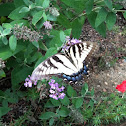 Eastern Tiger Swallowtail