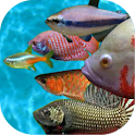 Tropical fish racing game logo