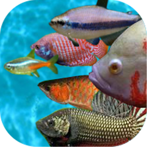 Tropical fish racing game for PC and MAC
