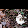 toadstool mushroom
