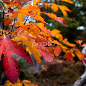 by Isaac Golding - Nature Up Close Leaves & Grasses