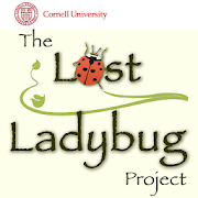 Lost Ladybug  Icon