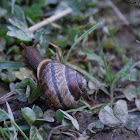 Copse Snail