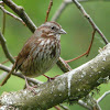 Song Sparrow