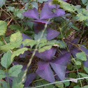 Purple shamrock 