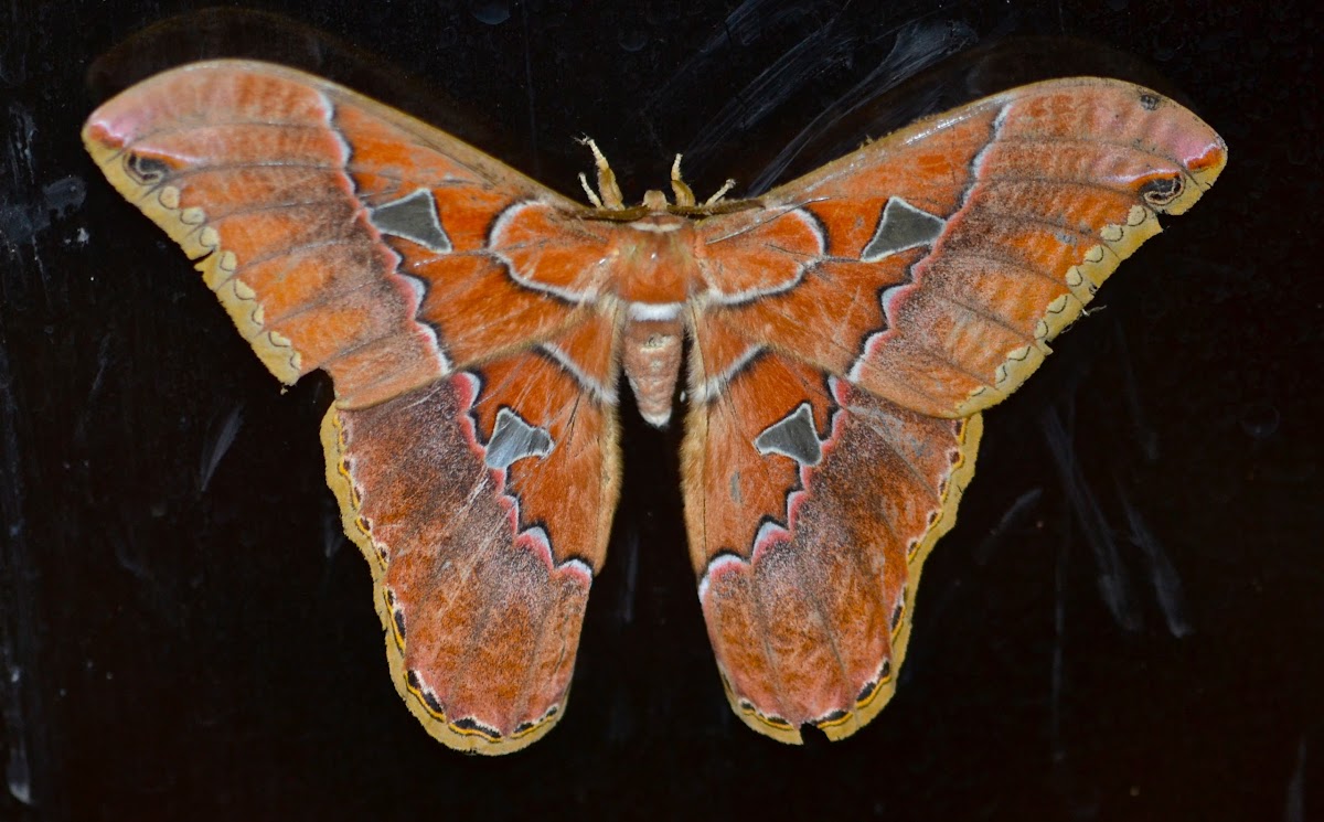 Rothschildia Moth