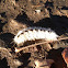 Hickory tussock moth