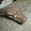 Amethystine python