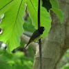 Yellow-bellied Seedeater