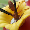 Red paper wasp