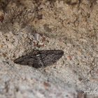 Common Gray Moth