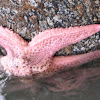 Pink Sea Star