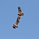 Golden Eagle in mating games