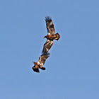 Golden Eagle in mating games