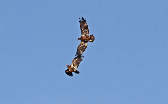 Golden Eagle In Mating Games Project Noah