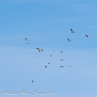 Black-headed Gull