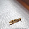 Orleans' Clothes Moth
