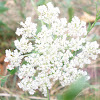 queen ann's lace