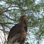 Bateleur eagle (juvenile)