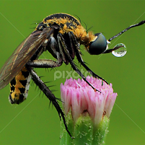 wash ur hand before you eat! by Dwi Agung - Animals Insects & Spiders
