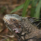 Common or Green Iguana