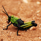 Milkweed Locust