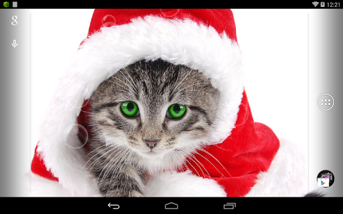 貓咪過聖誕