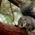 Western Grey Squirrel