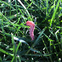 Tobacco Budworm Catterpillar